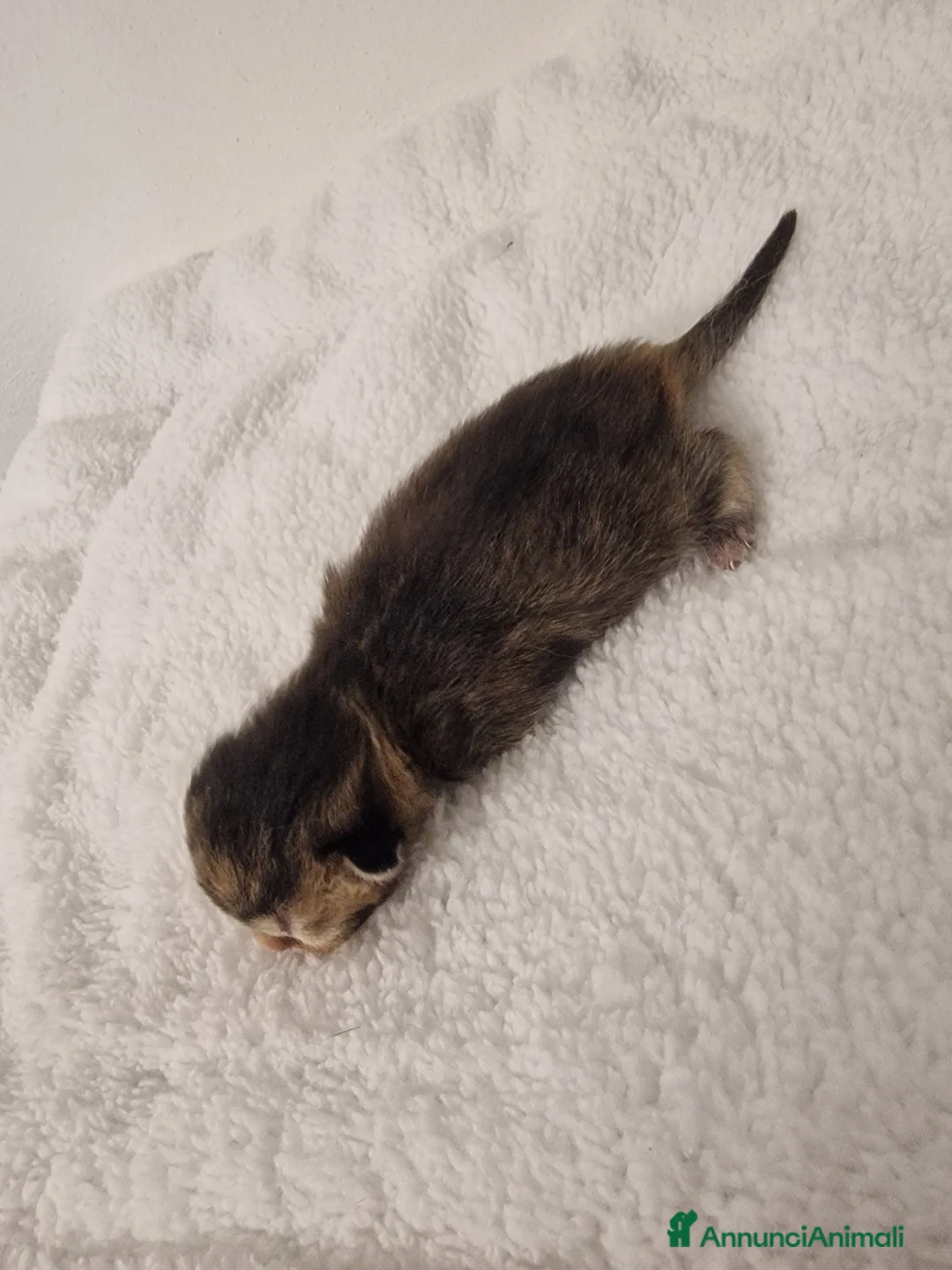 Scottish gatti in vendita: Cuccioli scottish - Annuncio 12