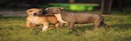 Pitbull cani in vendita: Cuccioli Pit Bull con Pedigree anche a rate  - Annuncio 29