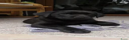 Labrador cani in vendita: Cuccioli  di Labrador Retriever  - Annuncio 1