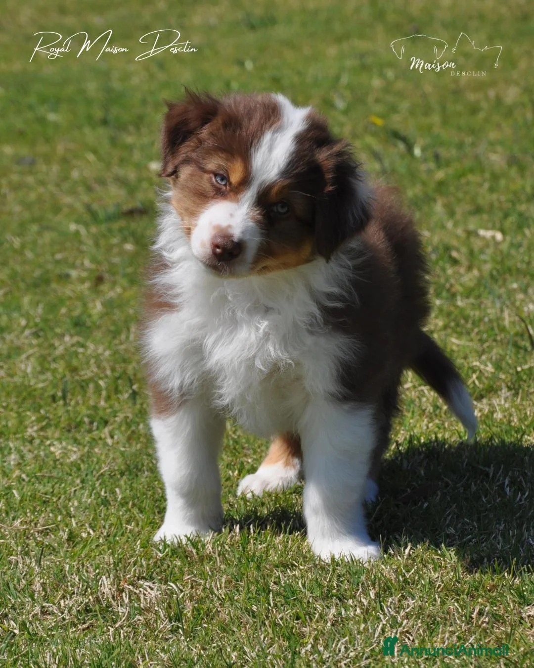 Australian Shepherd cani in vendita: Cuccioli Australian Shepherd - Annuncio 1