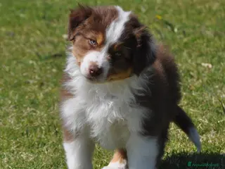 Australian Shepherd cani Cuccioli Australian Shepherd - Annuncio 12