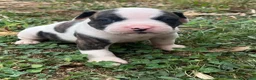 Bulldog cani in vendita: American Bulldog - Annuncio 12