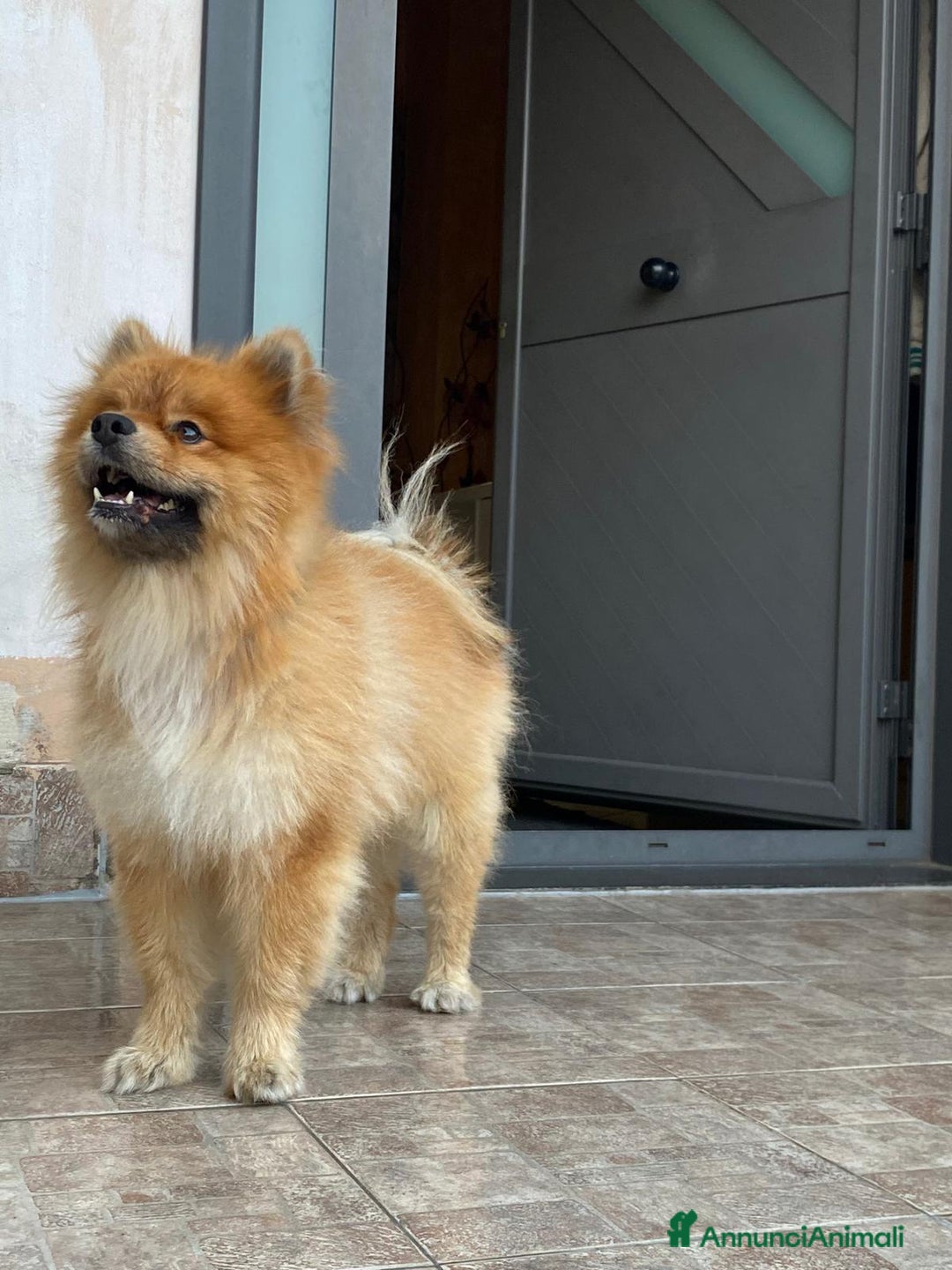 Spitz cani per accoppiamento: Spitz per monta a Città metropolitana di Catania - Immagine 3