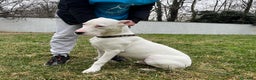 Dogo Argentino cani in regalo: ALBINO DOGO ARGENTINO - Annuncio 4