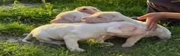 Dogo Argentino cani in vendita: Cuccioli di alta genealogia di dogo argentino  - Annuncio 7