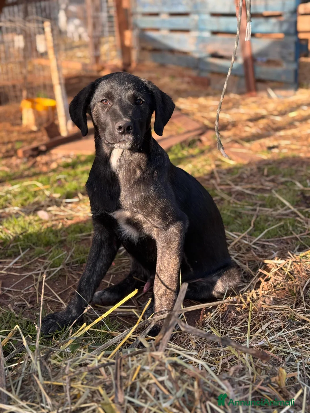 Altre razze cani in regalo: giorgio  - Annuncio 2