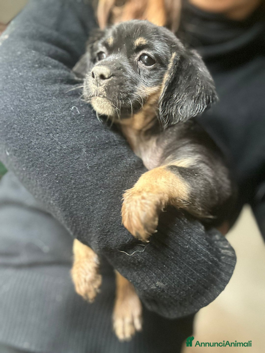 Meticcio cani in regalo: CUCCIOLE TG P - Annuncio 3