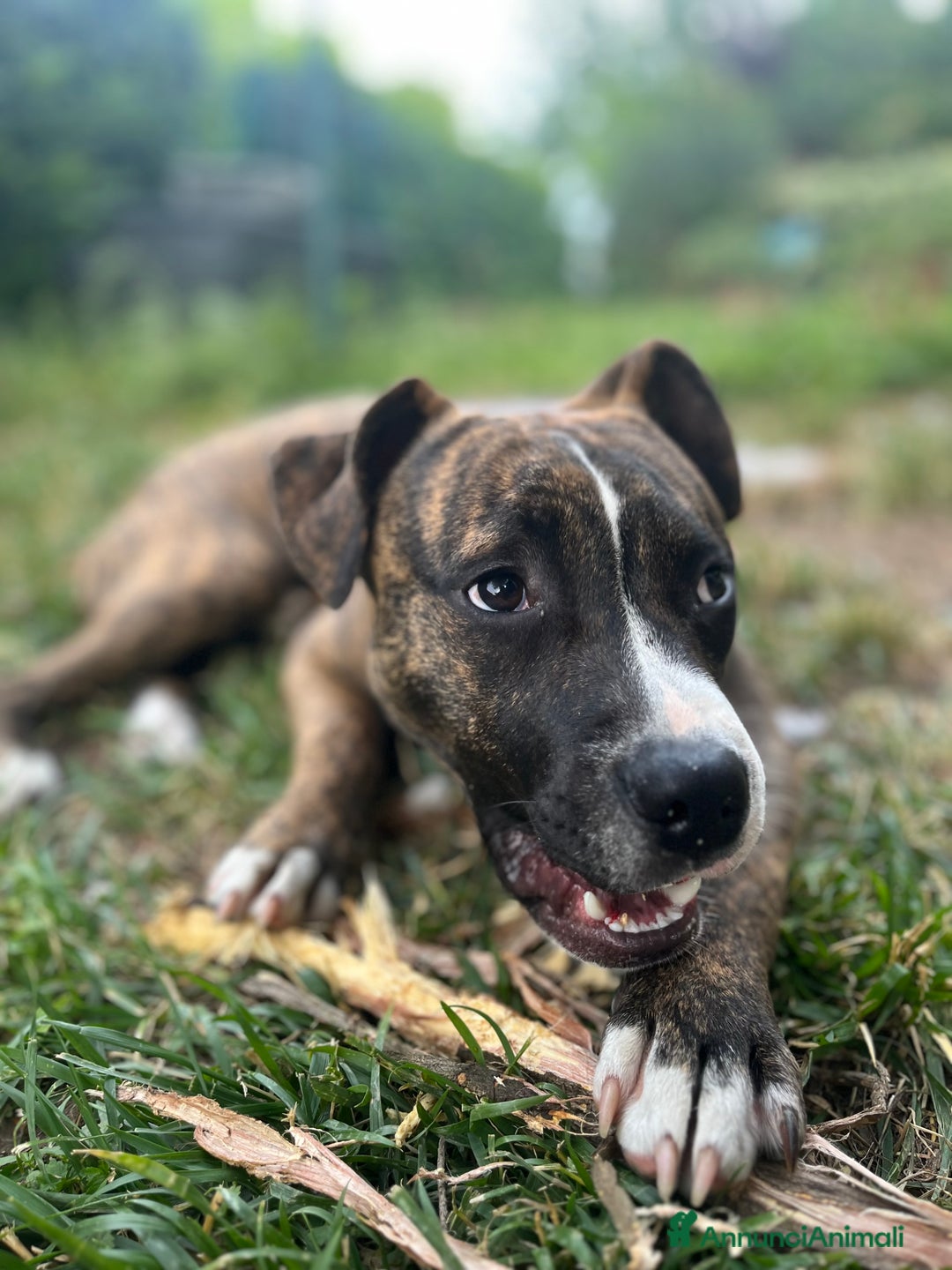 American Staffordshire cani in regalo: Regalo cucciolo - Annuncio 2