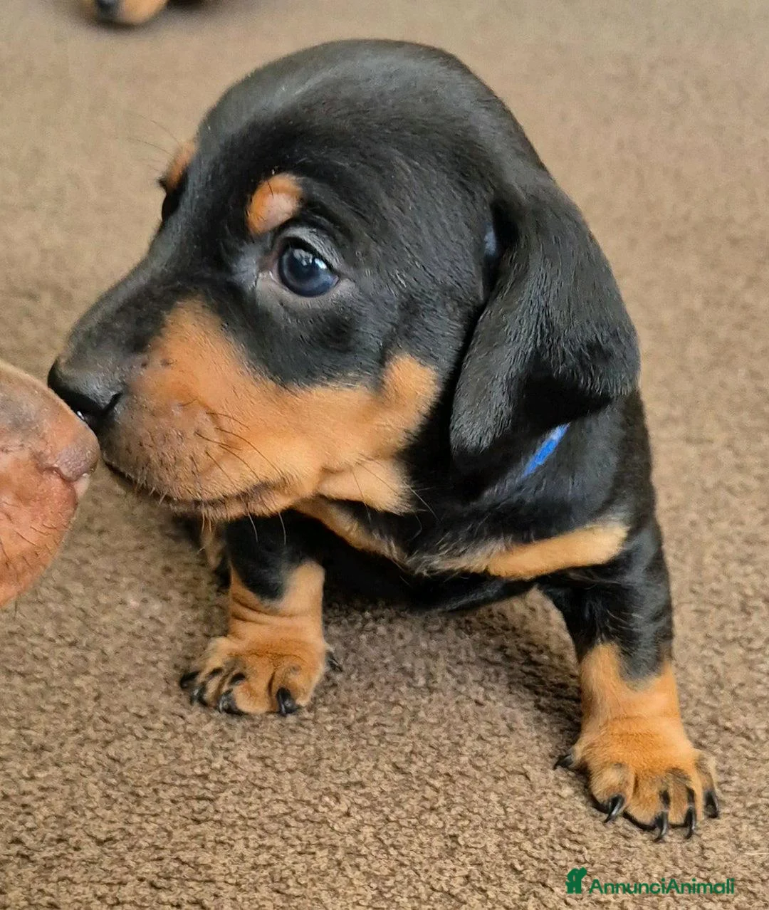 Bassotto cani in vendita: Bassotti nani maschi e femmine a Città metropolitana di Roma Capitale - Annuncio 7