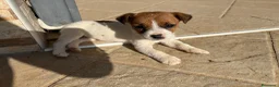 Jack Russell cani in vendita: Cuccioli Jack Russell cercano casa - Annuncio 12