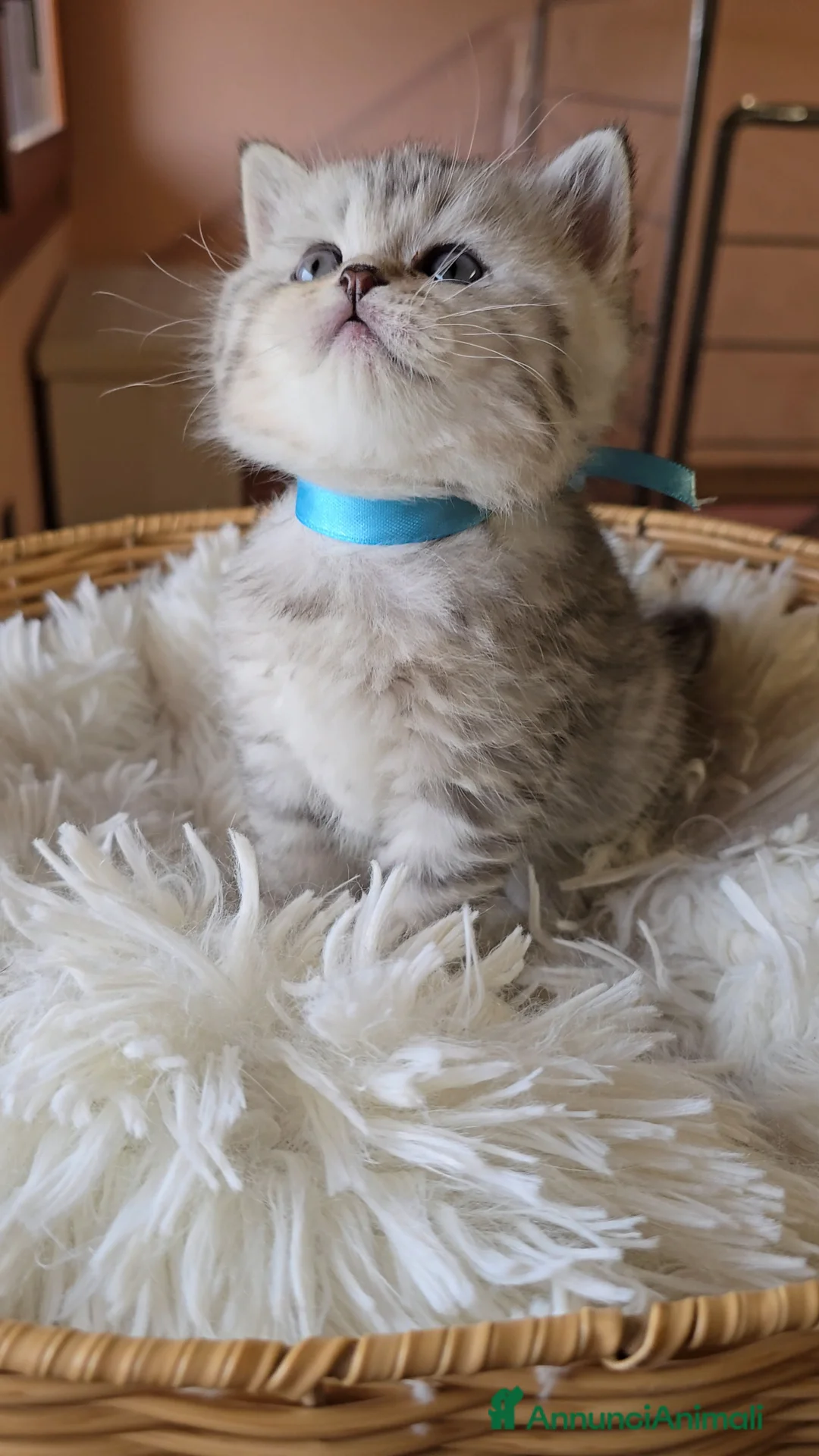 Scottish gatti in vendita: Gattini Scottish fold e straight silver - Annuncio 20