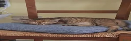 Altre razze gatti in regalo: CERCANO CASA 🏡  - Annuncio 5