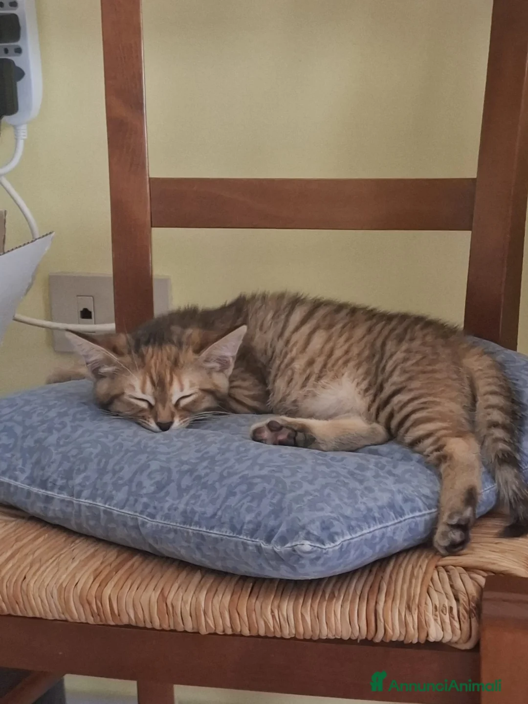 Altre razze gatti in regalo: CERCANO CASA 🏡  - Annuncio 5