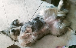 Meticcio cani in regalo: LA TENERA JOY - Immagine 4