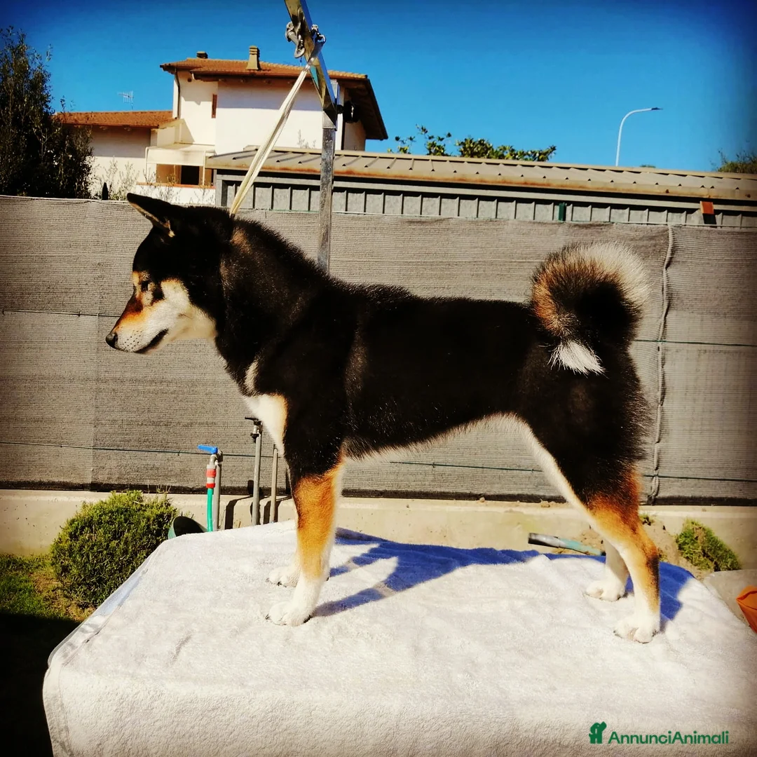 Immagine della galleria {{count}}