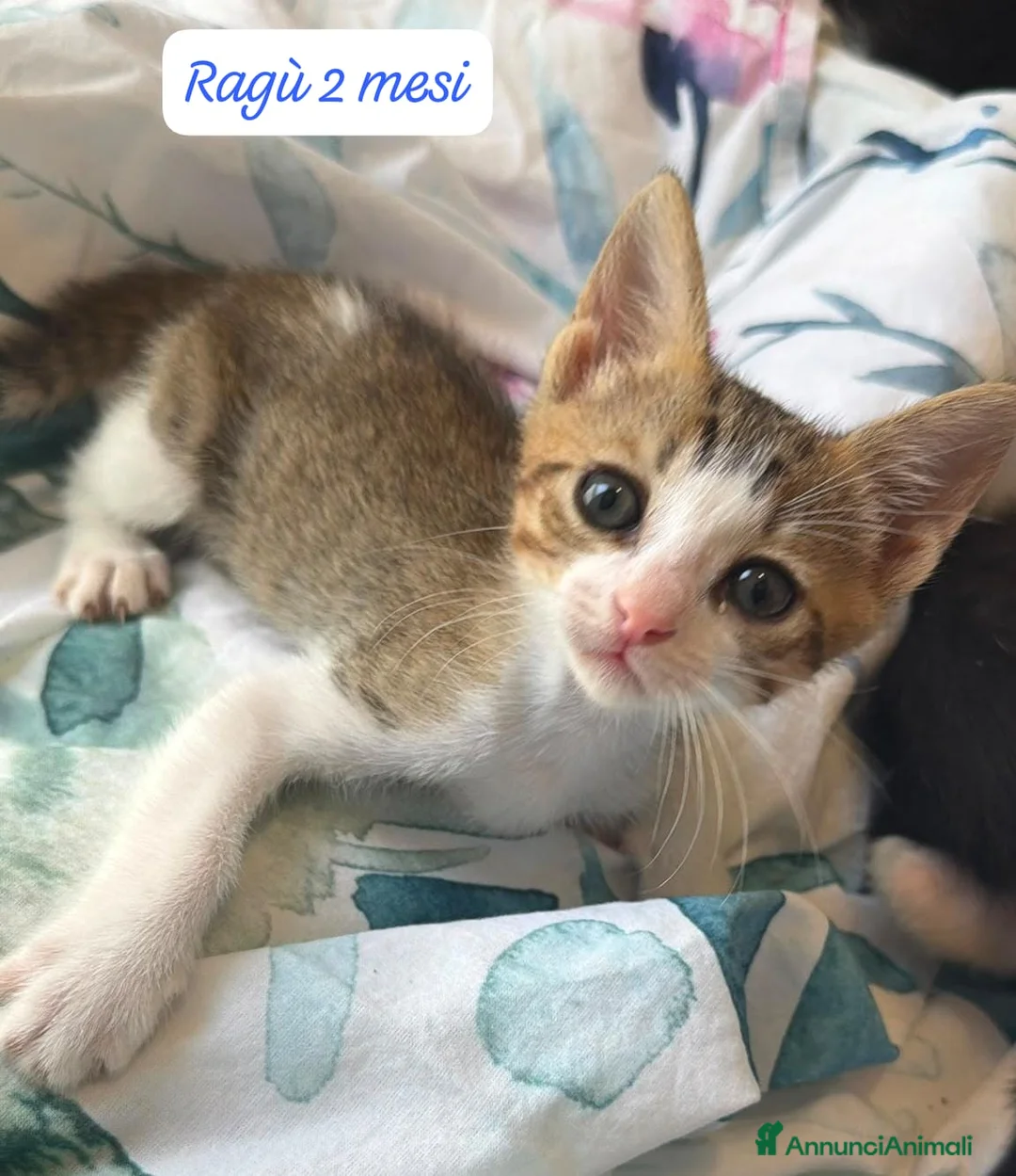Altre razze gatti in regalo: Gattini desiderosi di trovare famiglia  a Provincia di Prato - Annuncio 12