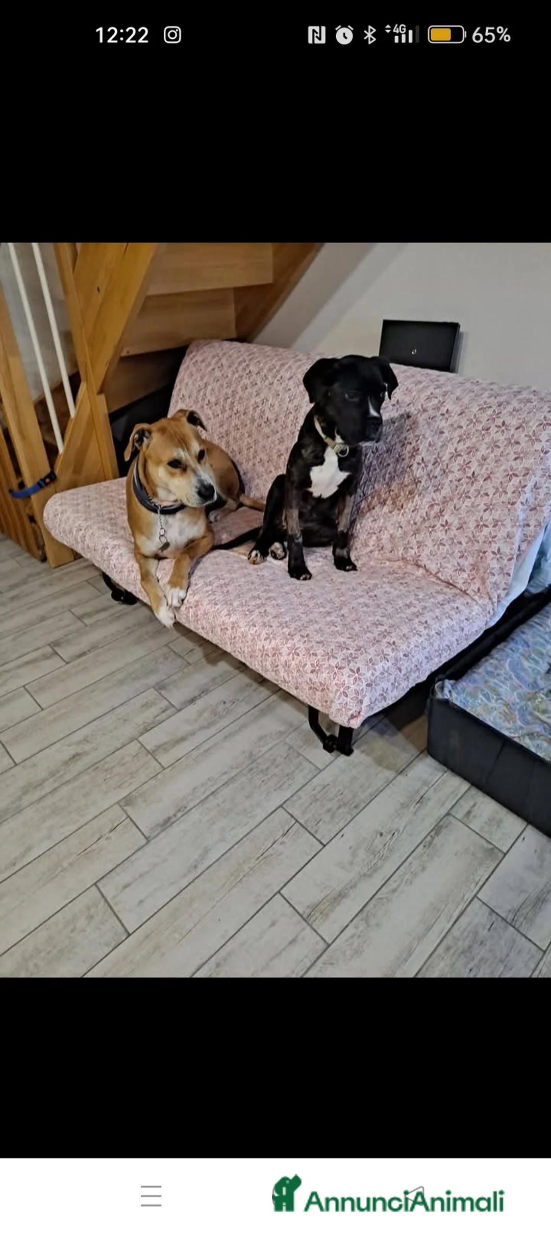 Meticcio cani in regalo: Kira cerca casa  - Annuncio 4