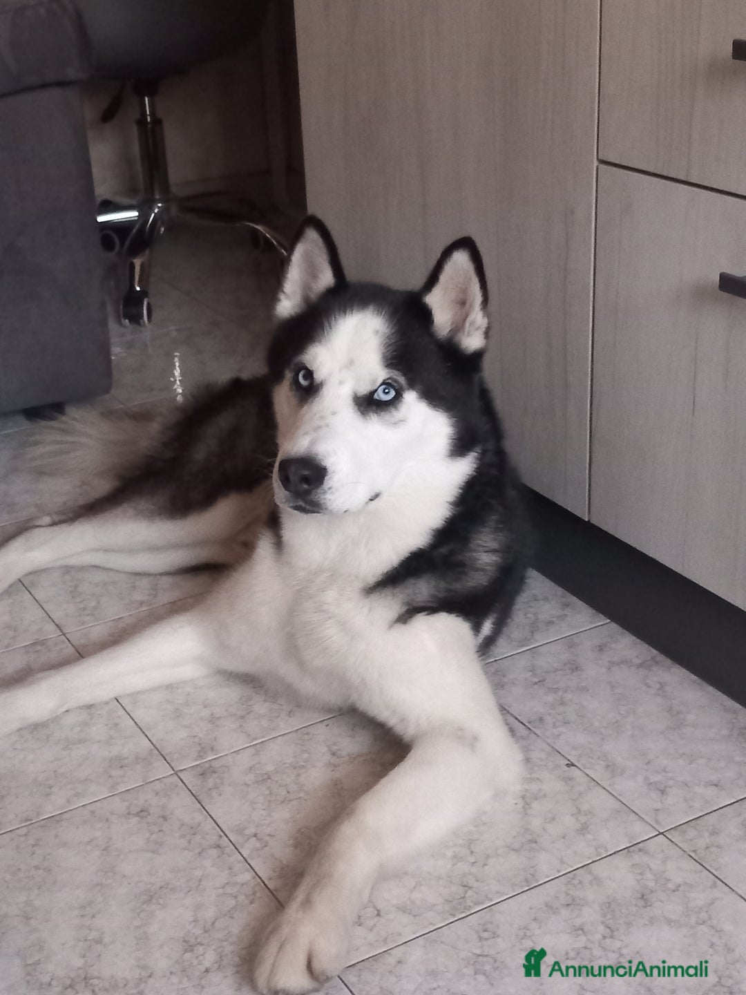 Husky cani per accoppiamento: Husky siberian per monta  - Annuncio 3