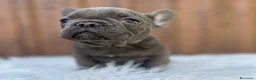 Bulldog Francese cani in vendita: Bulldog francese cuccioli - Annuncio 3