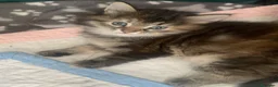 Siberiano gatti in vendita: Gattini siberiani stupendi  - Annuncio 9