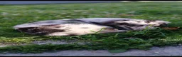Meticcio cani in vendita: Pepe cucciolo F1 Australian Sheperd+Border Collie - Annuncio 6