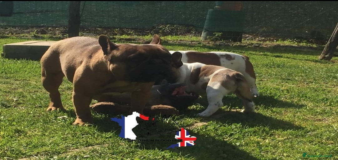 Immagine della galleria {{count}}