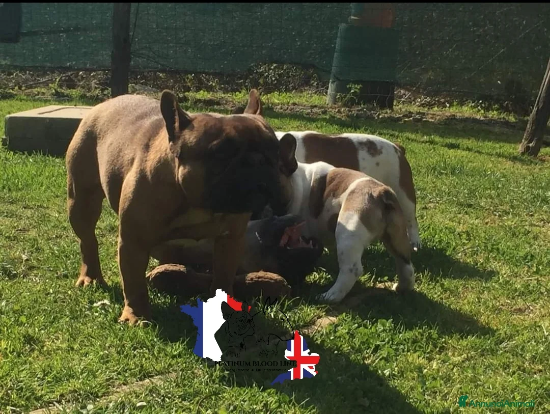 Immagine della galleria {{count}}