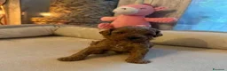 Barboncino Toy cani in vendita: Cuccioli di Barboncino Toy di Razza Pura - Annuncio 9
