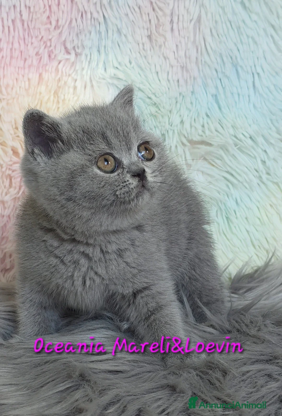 British gatti in vendita: British shorthair femmine - Annuncio 24
