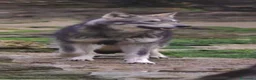Lupo Cecoslovacco cani in vendita: Lupo cecoslovacco  a Provincia di Pisa - Annuncio 3