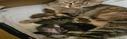 Meticcio gatti in regalo: Regalo gattini  a Provincia di Vibo Valentia - Annuncio 2