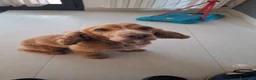 Cocker cani in regalo: Tobi cerca casa 🐶❤️ a Città metropolitana di Palermo - Annuncio 3