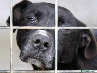 Pitbull cani Il dolore di PASQUALE rimasto solo! - Annuncio 22