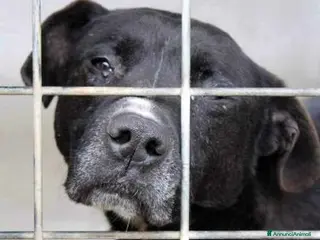 Pitbull cani Il dolore di PASQUALE rimasto solo! - Annuncio 28