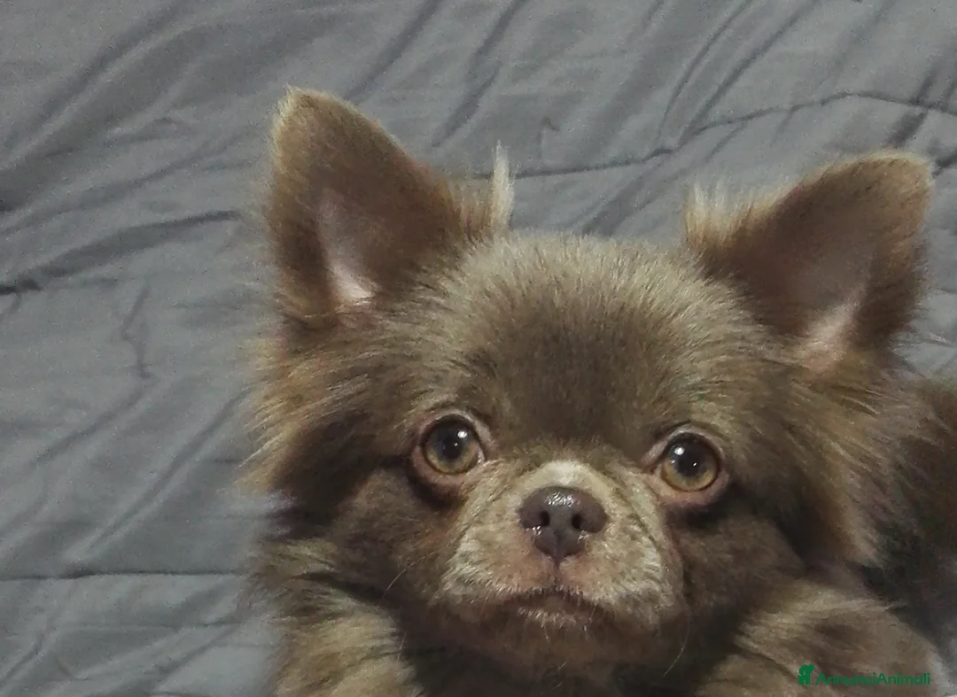 Immagine della galleria {{count}}