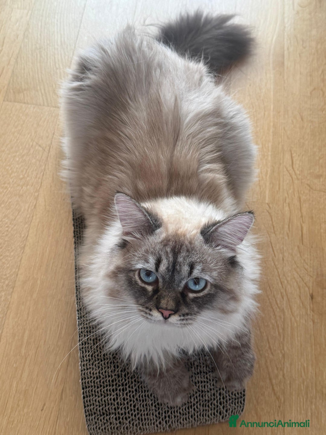 Siberiano gatti per accoppiamento: Siberiano con pedigree da accoppiamento  - Annuncio 6