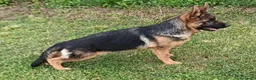 Pastore Tedesco cani in vendita: PASTORI TEDESCHI - Annuncio 17