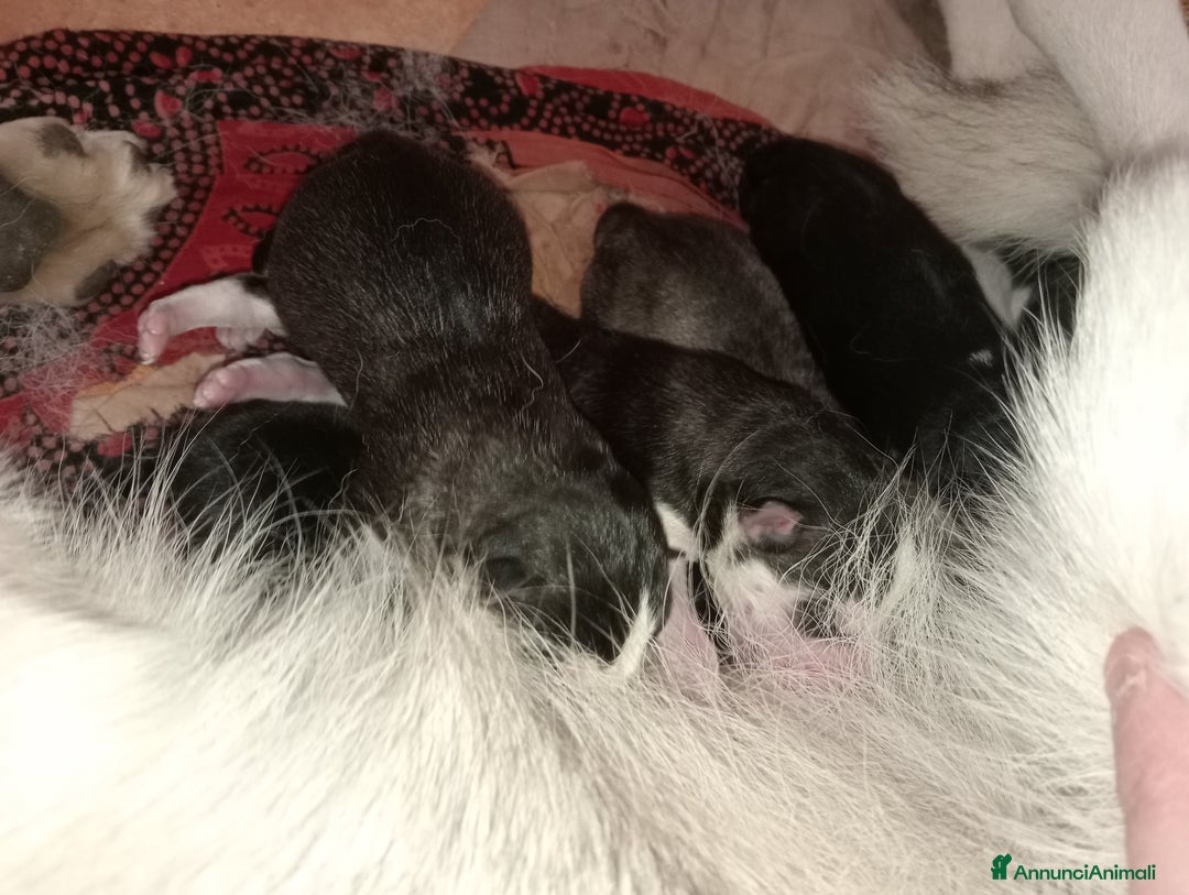 Husky cani in vendita: Cuccioli Di Siberian Husky  - Annuncio 2