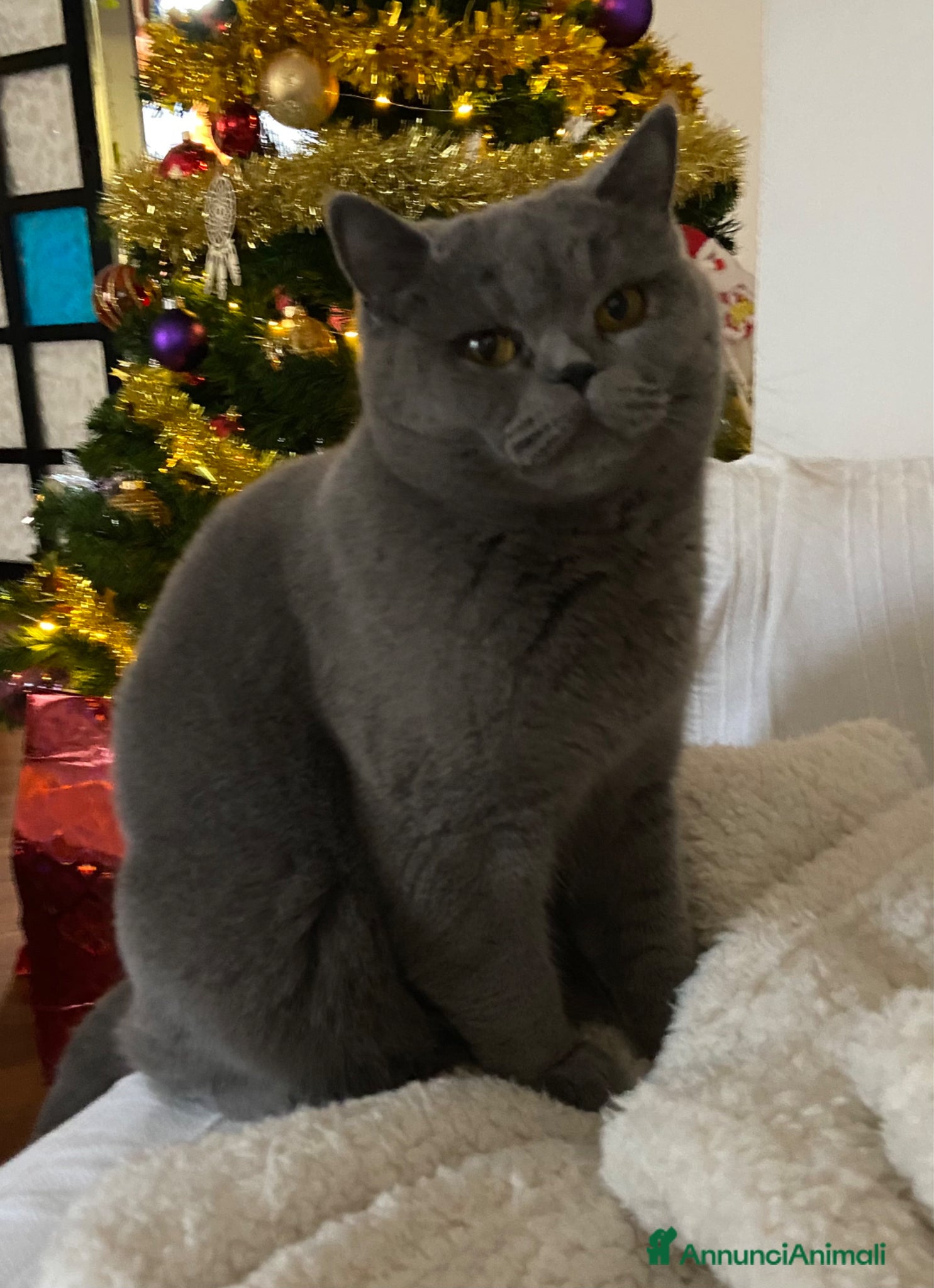 Scottish gatti Splendidi cuccioli Scottish Blue disponibili - Annuncio 1