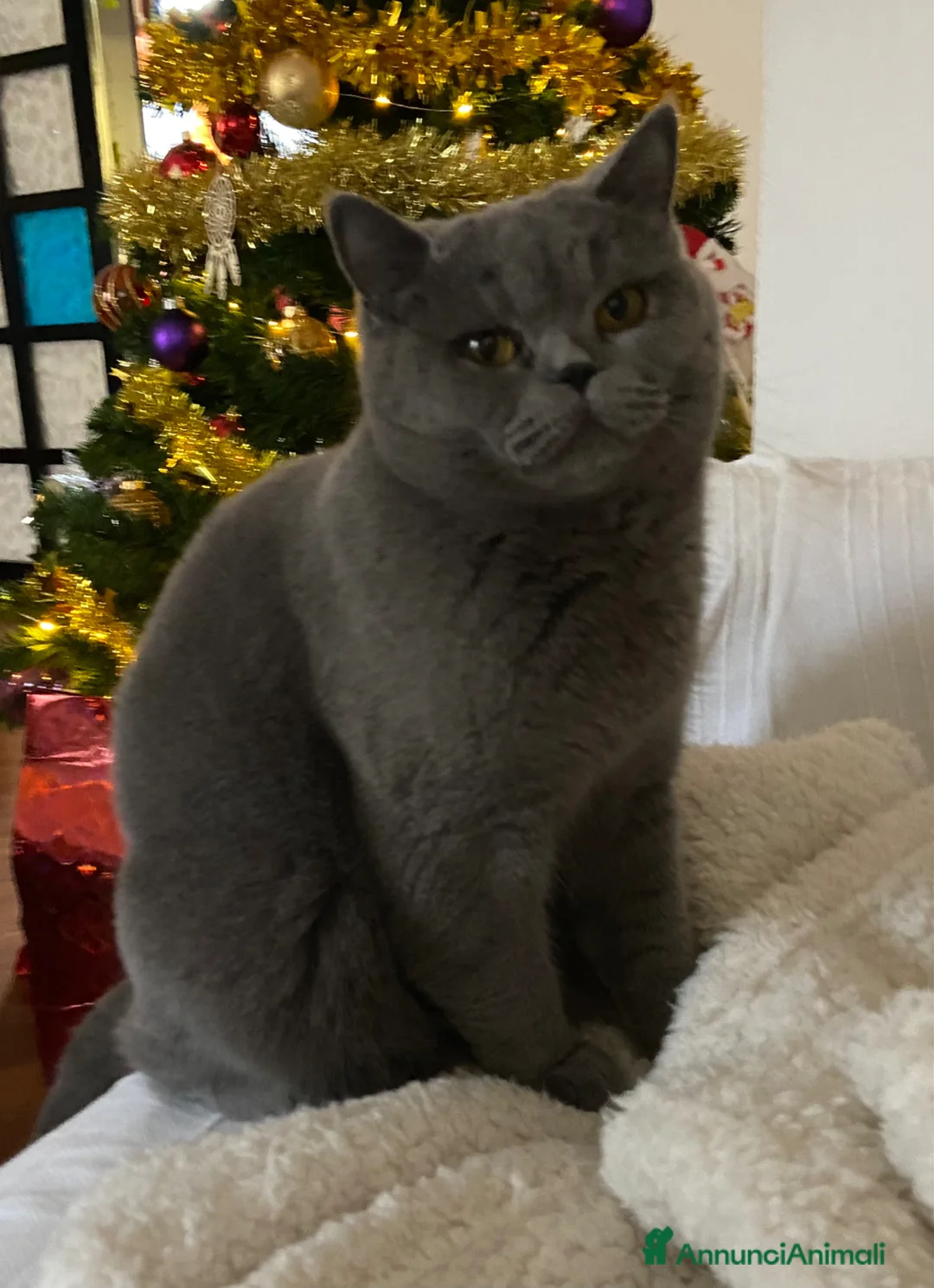 Scottish gatti in vendita: Splendidi cuccioli Scottish Blue disponibili - Annuncio 1