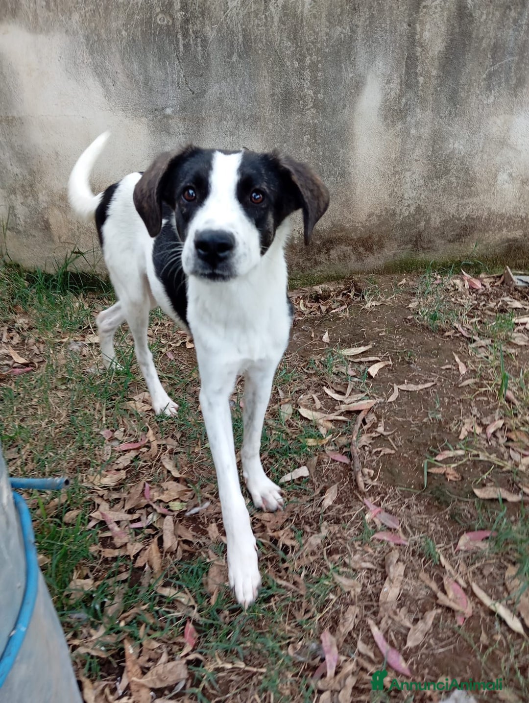 Meticcio cani in regalo: SNOOPY! (25-30KG) - Annuncio 4