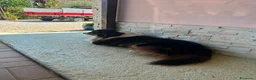 Australian Shepherd cani per accoppiamento:  Australian Shepherd cerca femmina a Provincia di Perugia - Annuncio 3