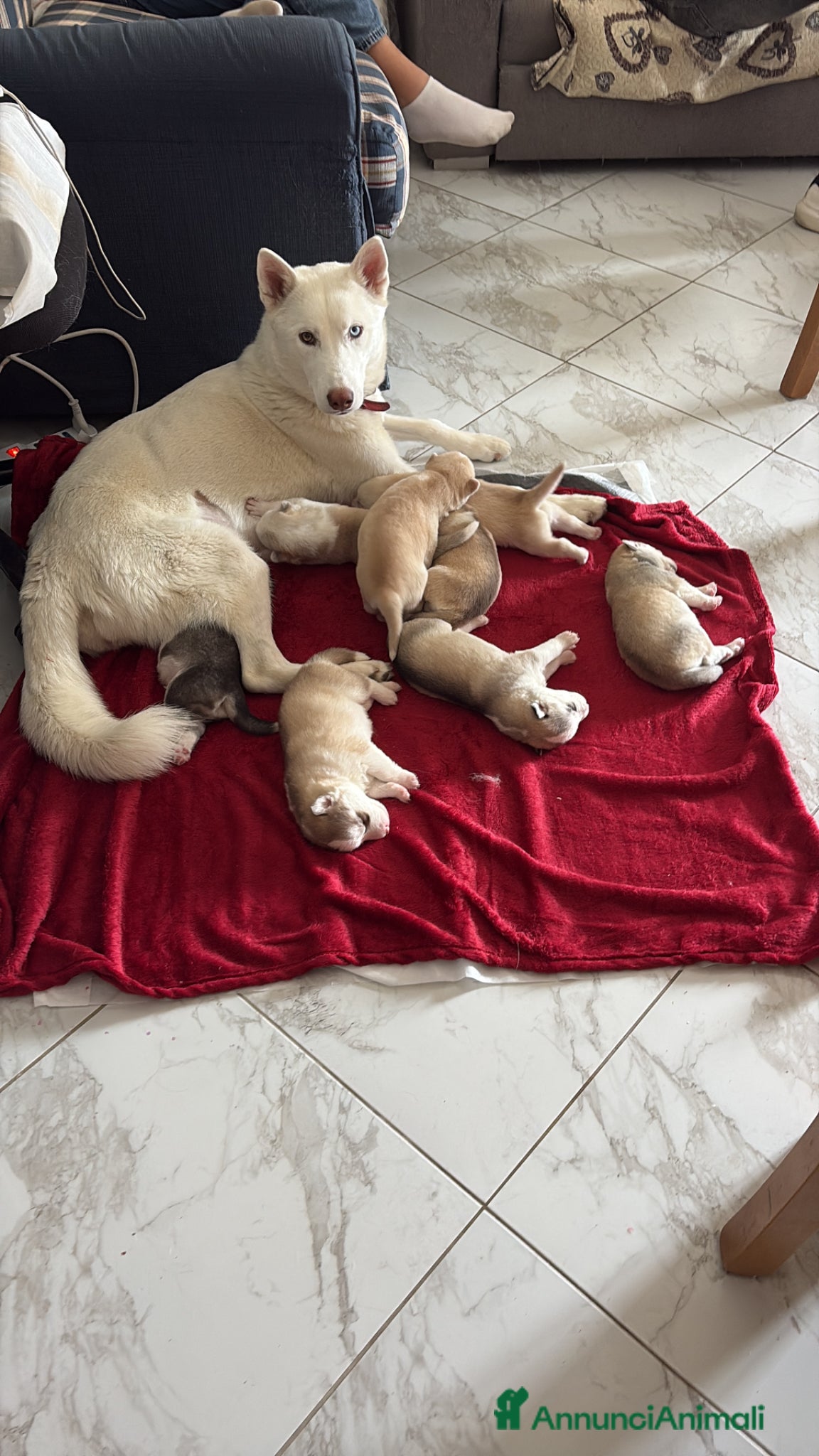 Husky cani Husky (NO PEDIGREE) - Annuncio 1
