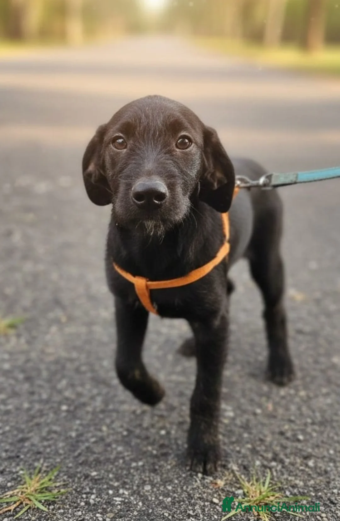 Meticcio cani in regalo: UNA MAMMA PER SYRIA - Annuncio 4