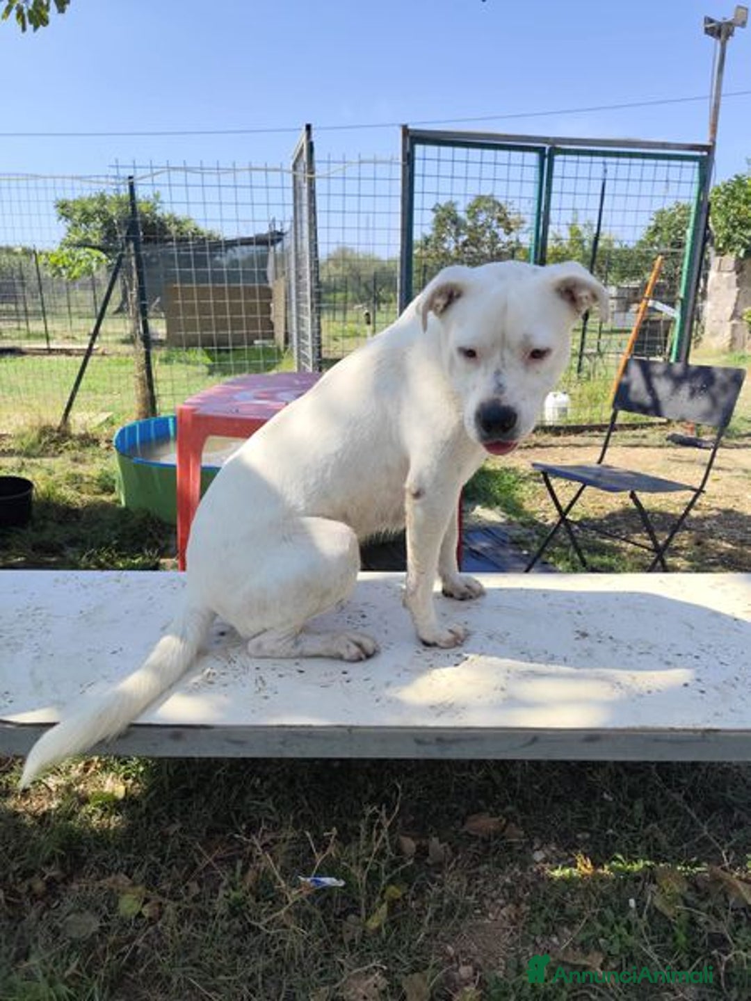 Meticcio cani in regalo: SIMBA simil Staffordshire Bull Terrier - Annuncio 6