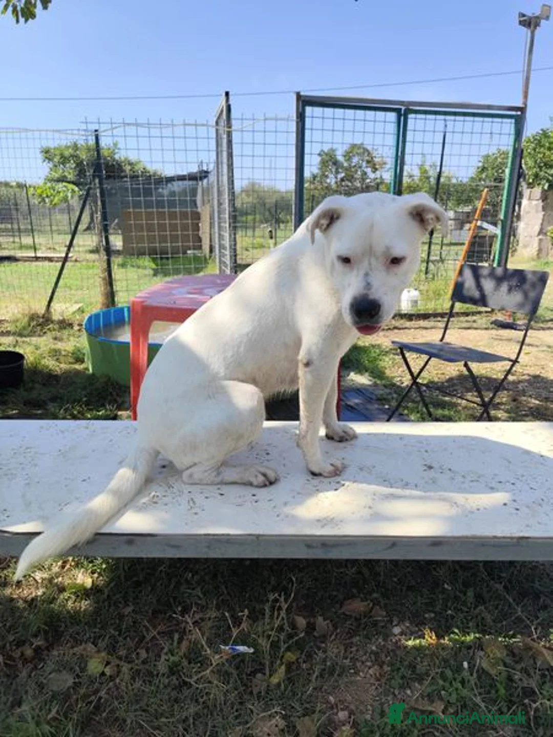 Meticcio cani in regalo: SIMBA simil Staffordshire Bull Terrier - Annuncio 6