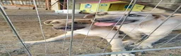 Meticcio cani in regalo: Cuccioli in Adozione  - Annuncio 1