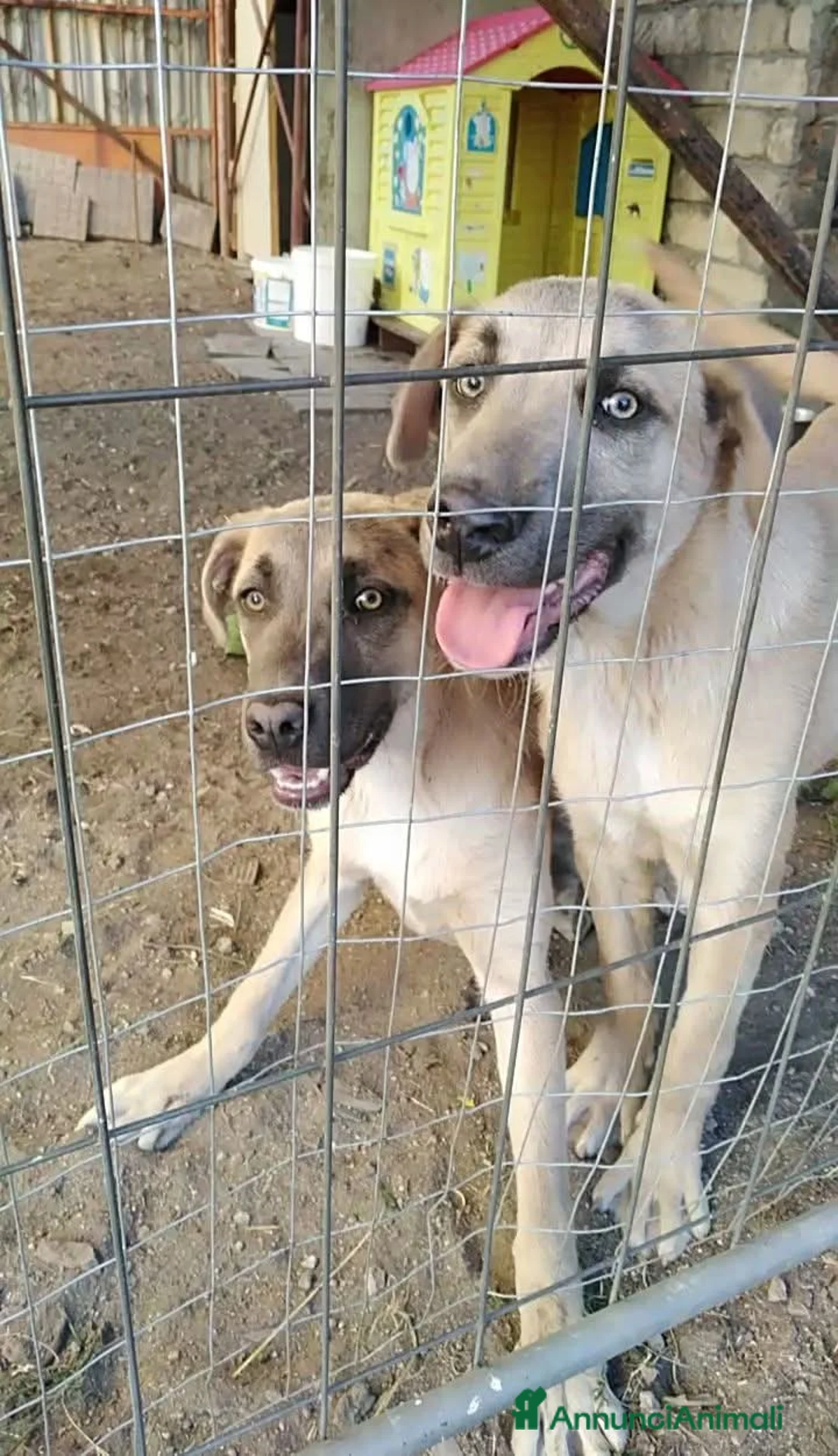 Meticcio cani in regalo: Cuccioli in Adozione  - Annuncio 1