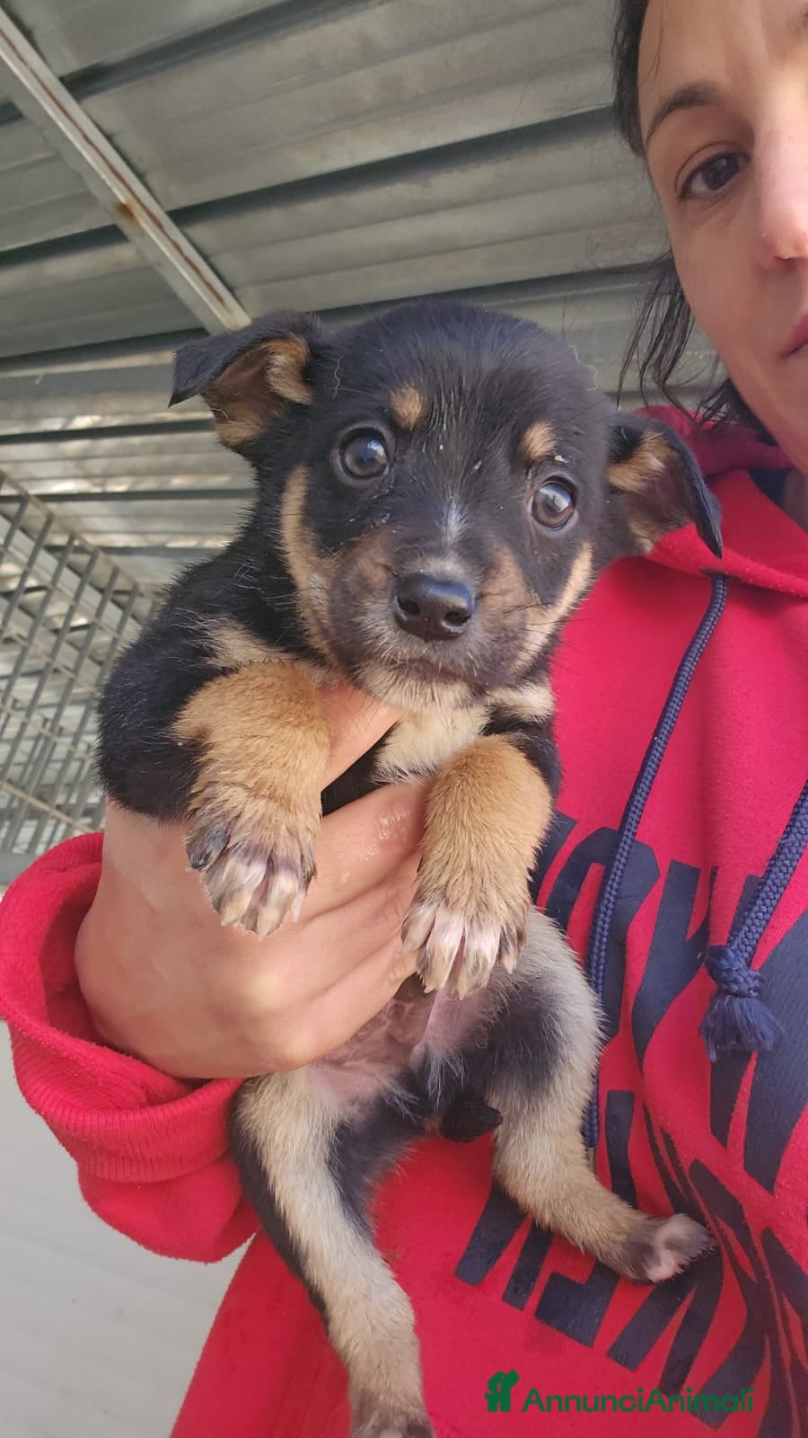 Meticcio cani Stromboli: 2 mesi taglia contenuta  - Annuncio 8