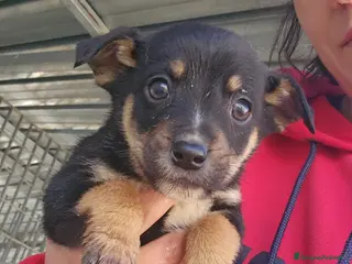 Meticcio cani Stromboli: 2 mesi taglia contenuta - Annuncio 8
